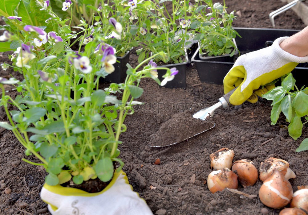 Similar – Image, Stock Photo Woman harvest carrots and beetroot in the garden