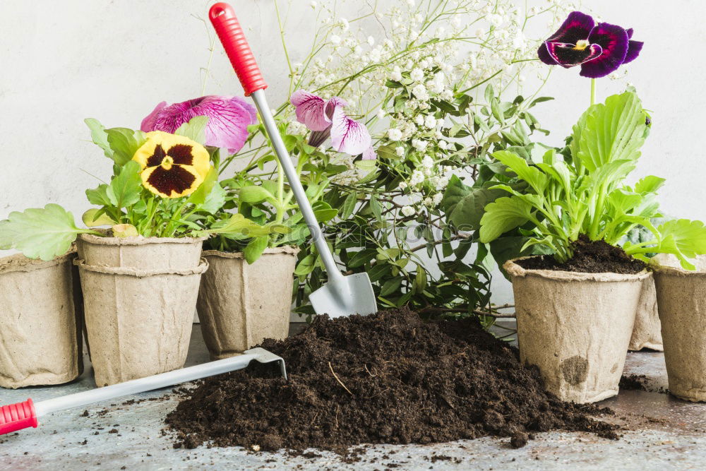 Similar – Image, Stock Photo Woman’s hands transplanting plant.