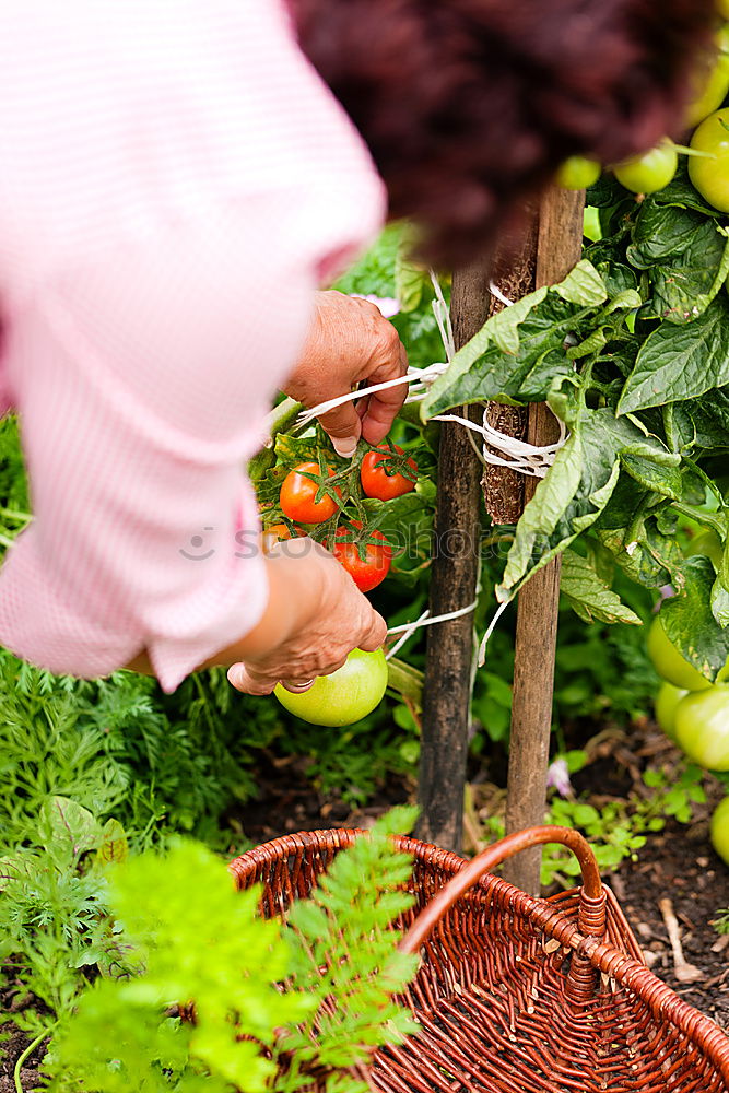 Similar – Image, Stock Photo Woman hold bunch of radishes