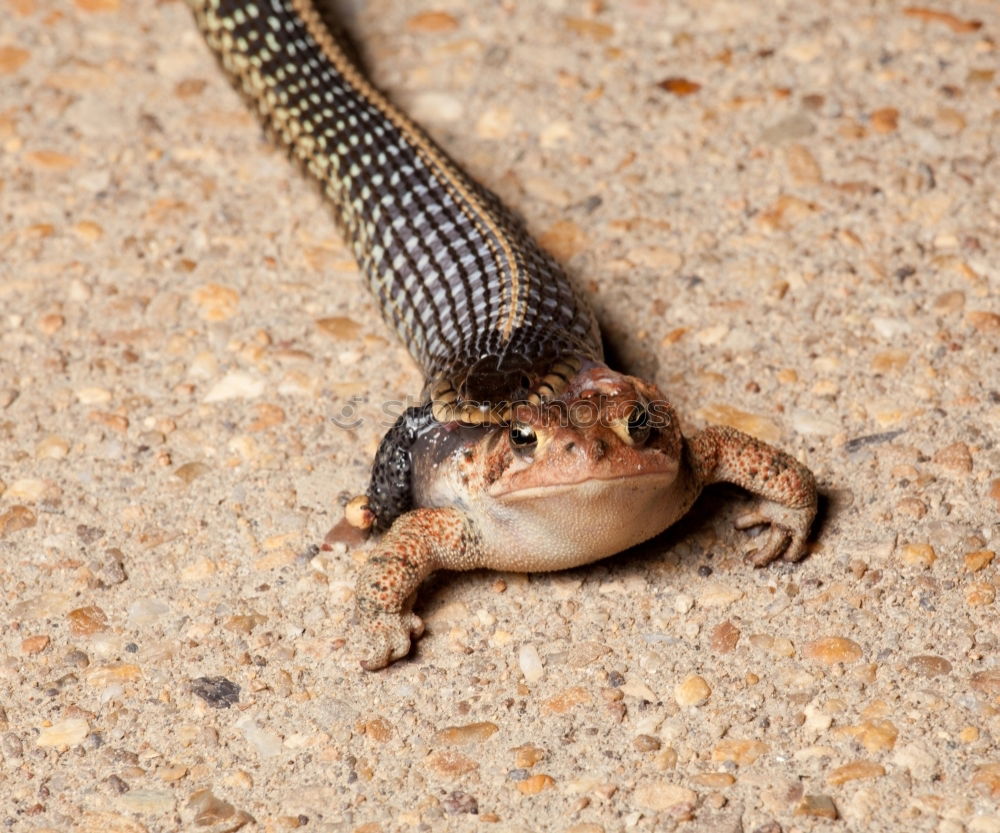 Similar – Desert gecko