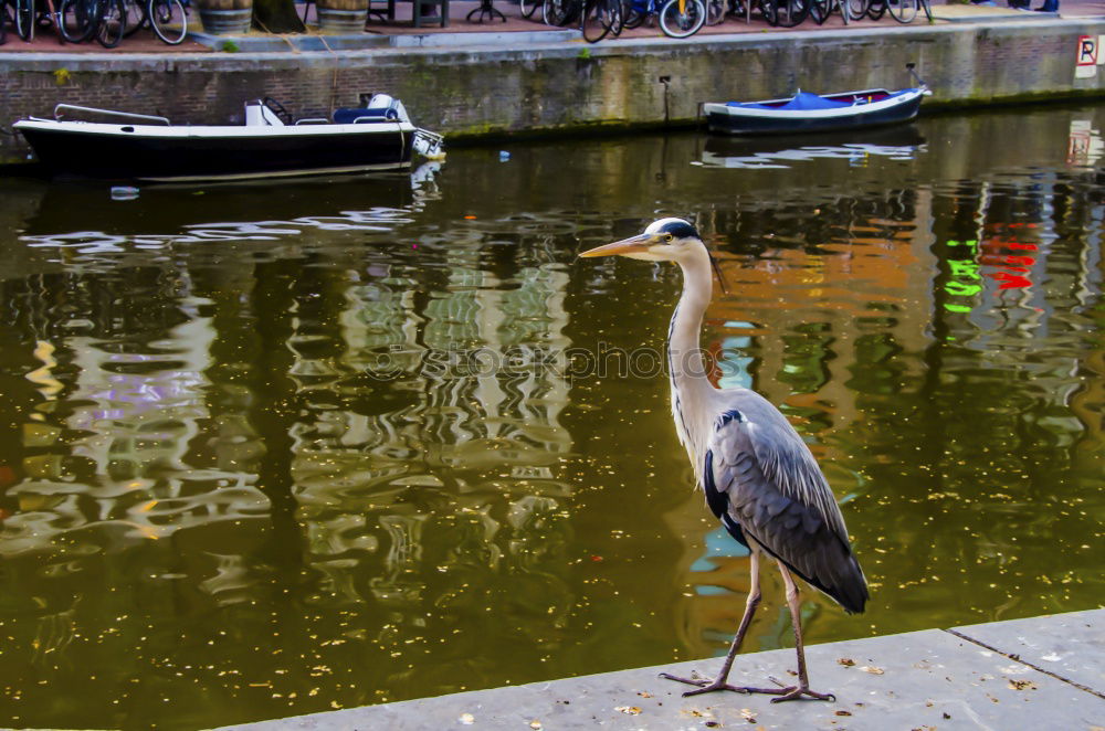 Similar – Image, Stock Photo metropolitan area Animal