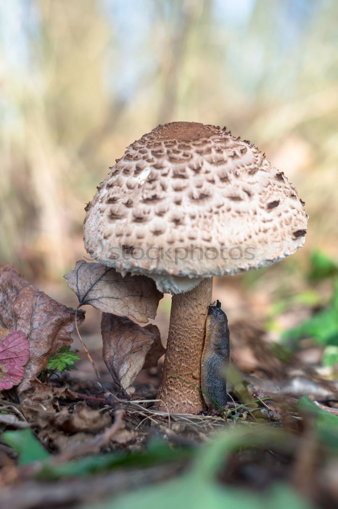 Similar – Ein Riesenschirmling auf der Wiese aus der Froschperspektive