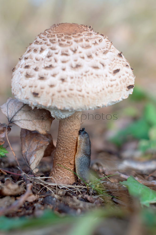 Similar – Image, Stock Photo chestnut boletus Mushroom