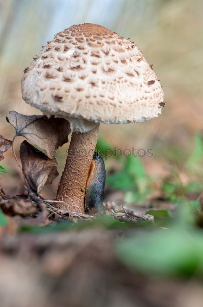 Similar – Image, Stock Photo stone mushroom Food