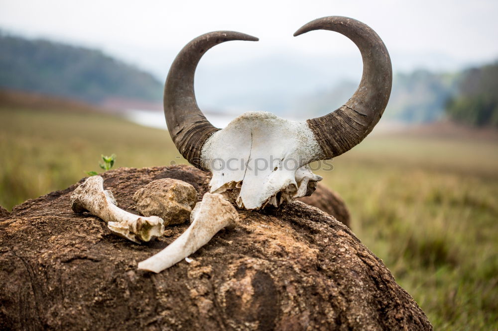 ram skull Ram Moody Fear