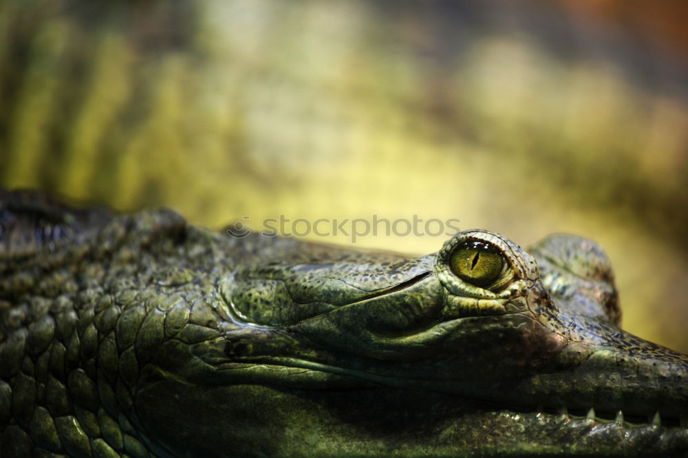 Similar – Image, Stock Photo earth lion Detail