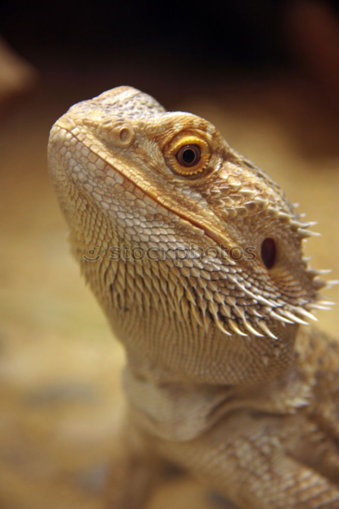 Similar – Image, Stock Photo sunbath Reptiles Saurians