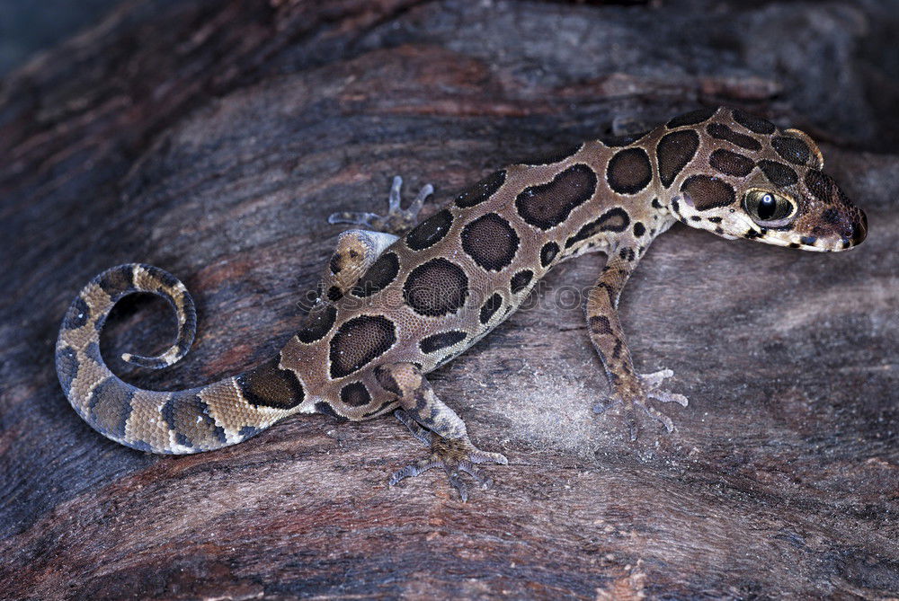 Similar – Image, Stock Photo Dendrobates leucomelas