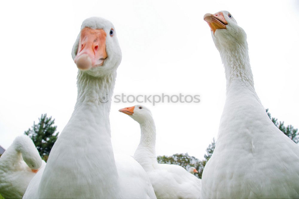 Similar – Foto Bild Im Gleichschritt, Vier Fränkische Weihnachtsgänse im Gleichschritt auf einer Wiese.