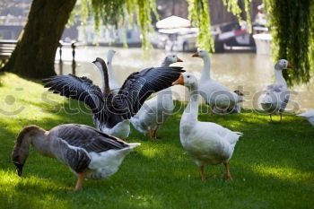 Similar – Image, Stock Photo family trip Nature