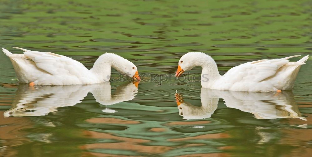 Similar – Foto Bild Im Gleichschritt, Vier Fränkische Weihnachtsgänse im Gleichschritt auf einer Wiese.