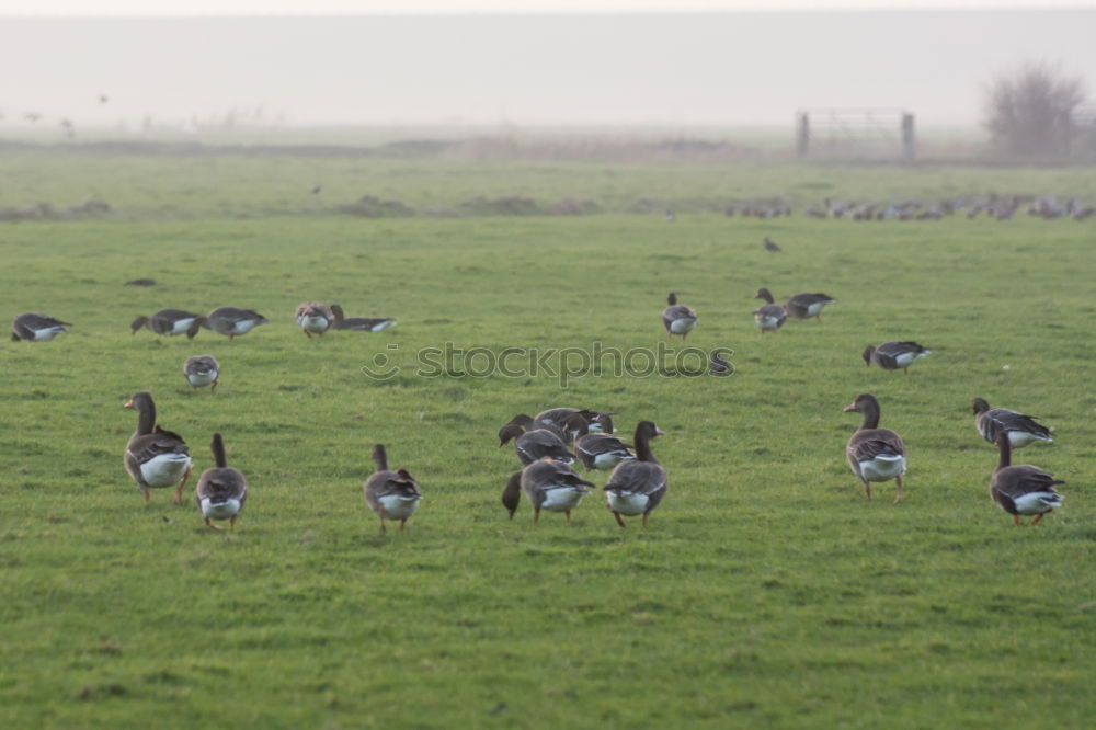 Similar – Gänsemorgen Umwelt Natur