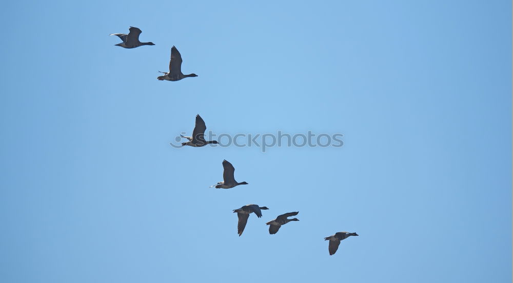 Similar – Image, Stock Photo landing approach Seagull