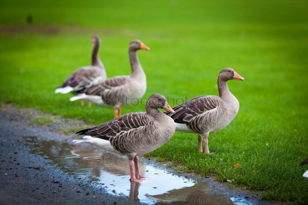 Similar – Gänsemarschnellergehndavorne?