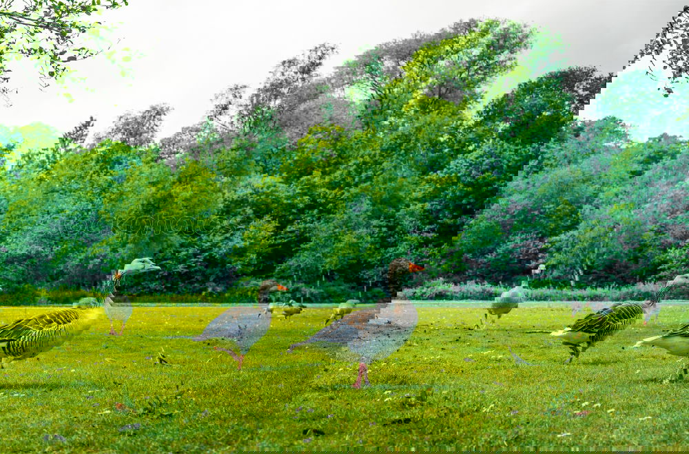 Similar – Foto Bild Siesta auf der Wiese Natur