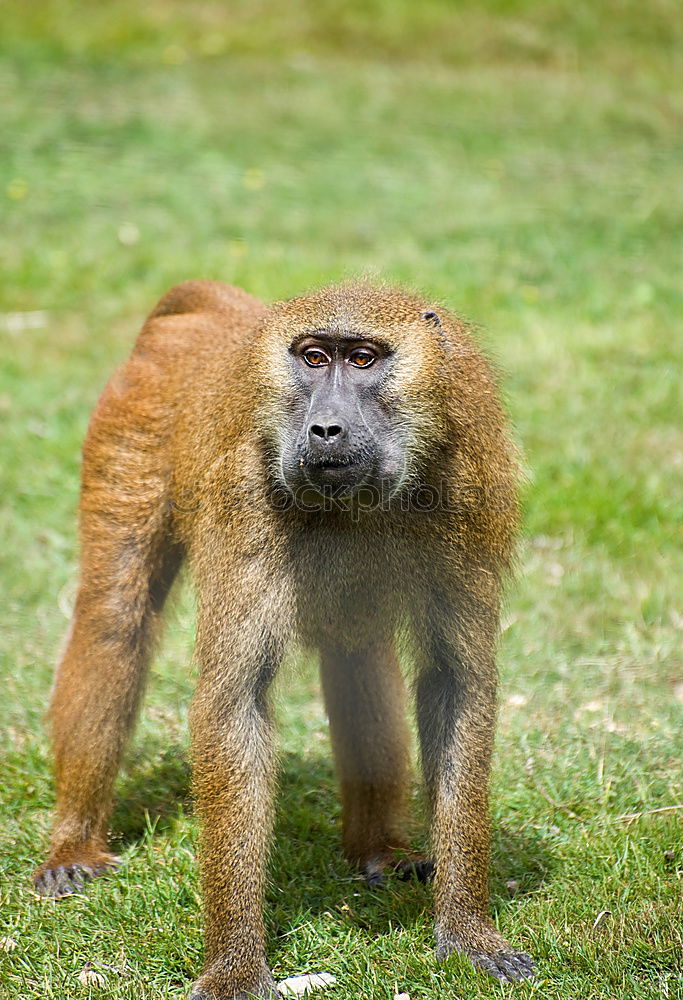 Similar – Barbary monkey Monkeys