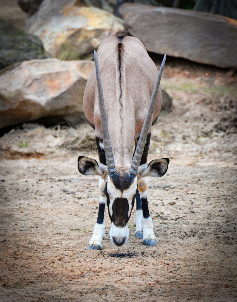 Similar – Image, Stock Photo When I’m cuddled …. Cow