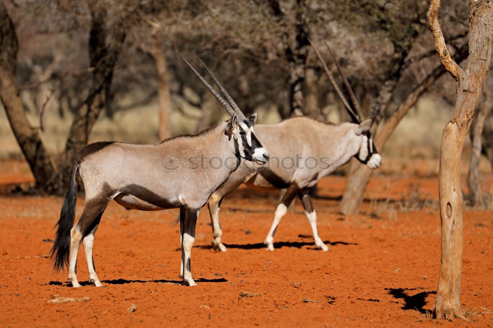 Similar – Image, Stock Photo Africa Environment Nature