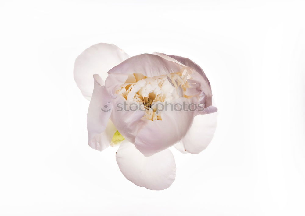 Similar – Image, Stock Photo White Orchid Lifestyle