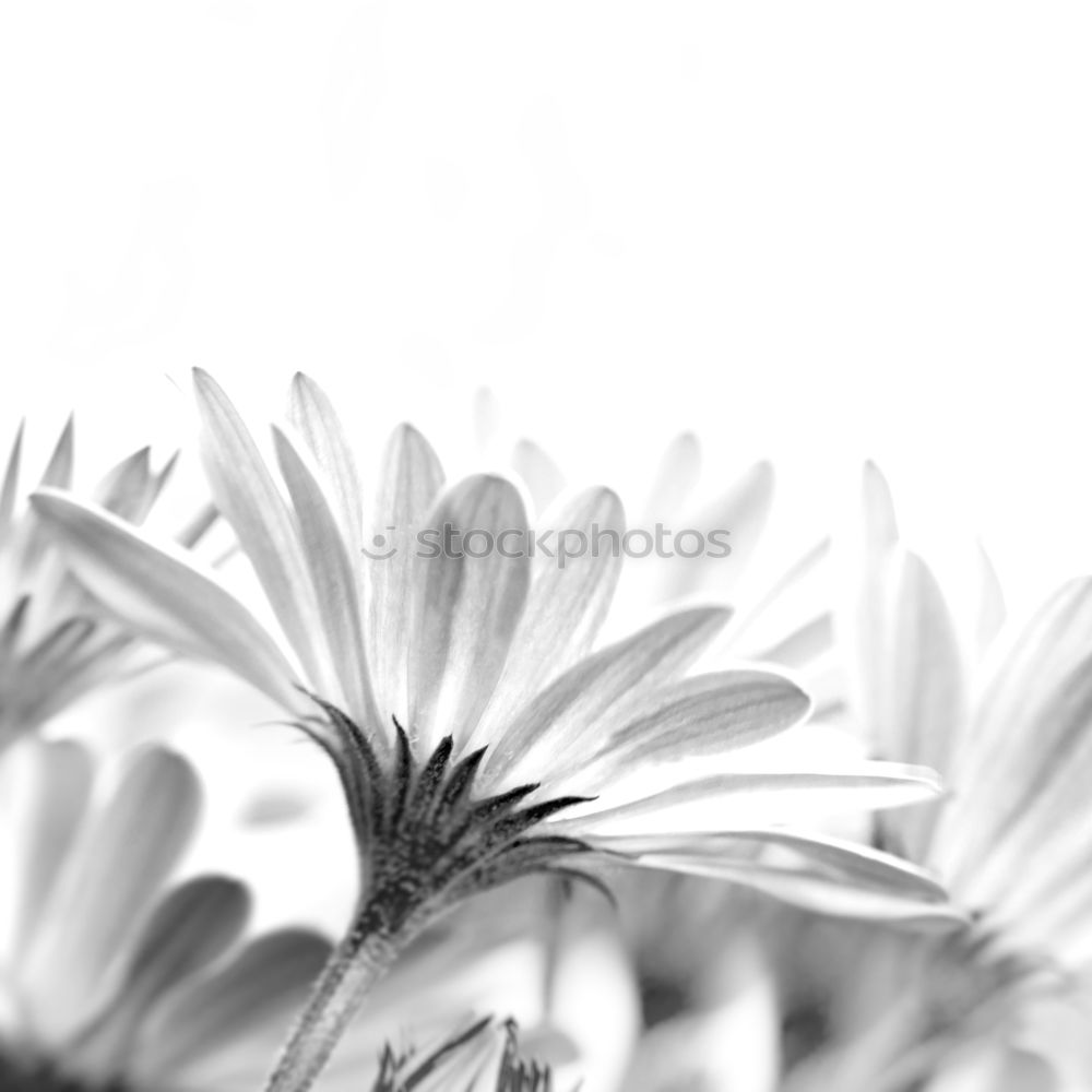 Helianthus annuus [monochrome]