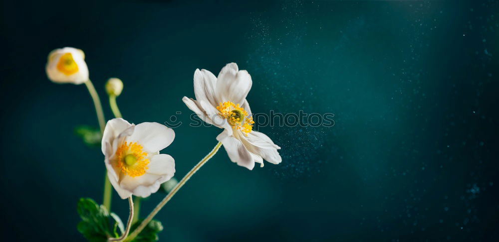 Similar – Foto Bild Blümchen Staubfäden stamp