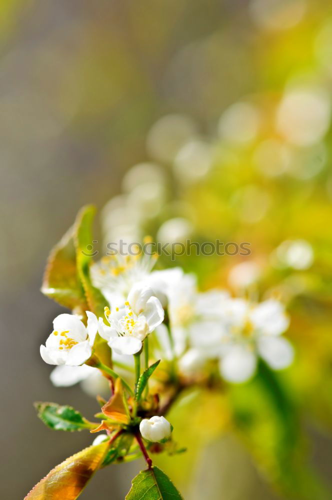 Similar – Foto Bild Sommer Blume Blüte weiß