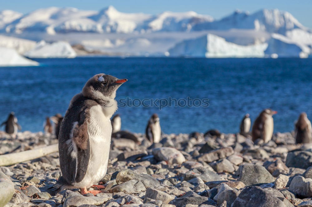 Similar – Gentoo penguins standing on the rocks and cruise ship