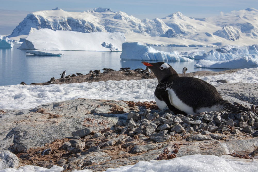 Similar – Gentoo penguins standing on the rocks and cruise ship