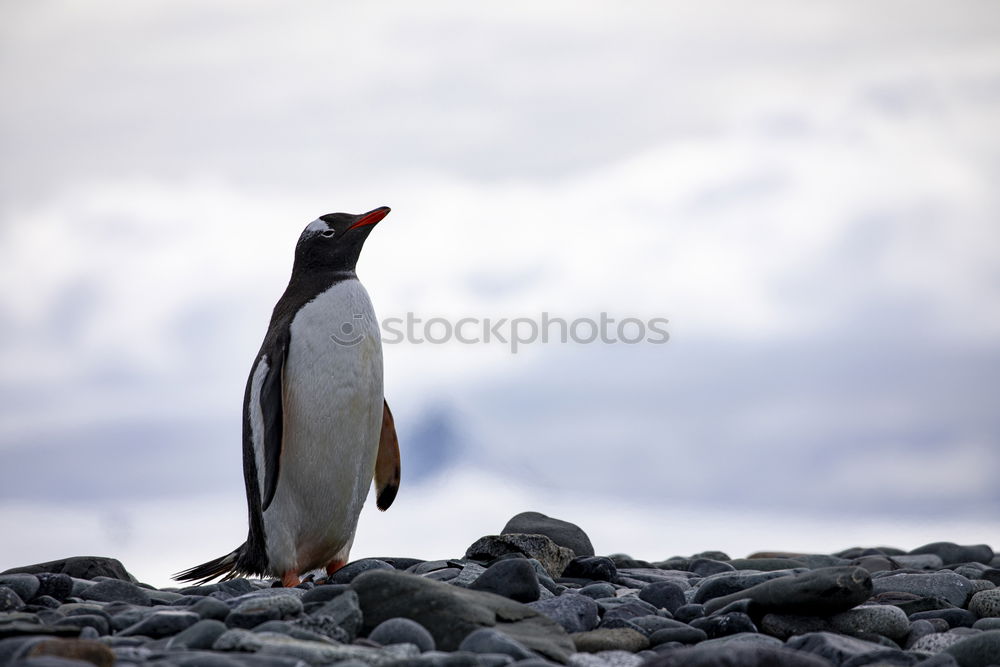 Similar – Penguin near the sea Coast