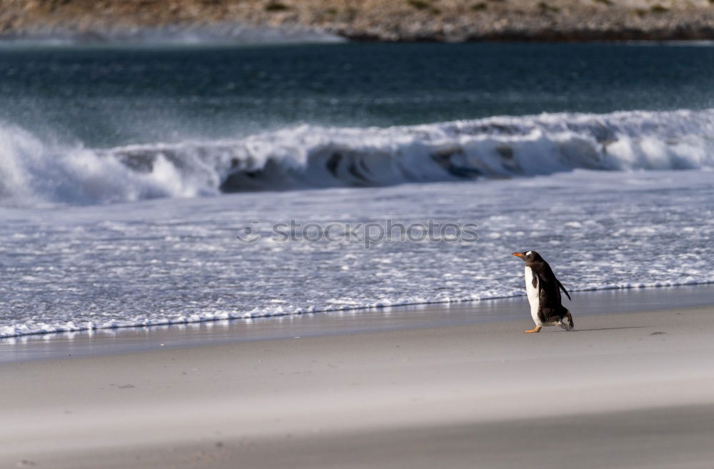 Similar – On the beach at low tide…