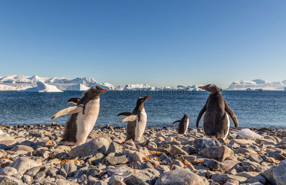 Gentoo penguins standing on the rocks and cruise ship