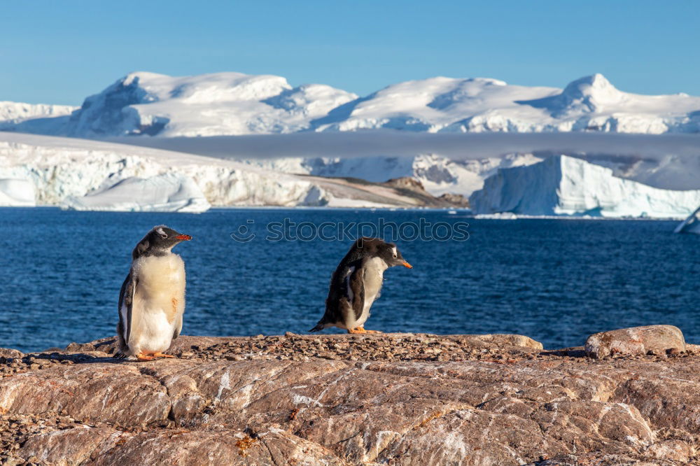 Similar – Gentoo penguins standing on the rocks and cruise ship