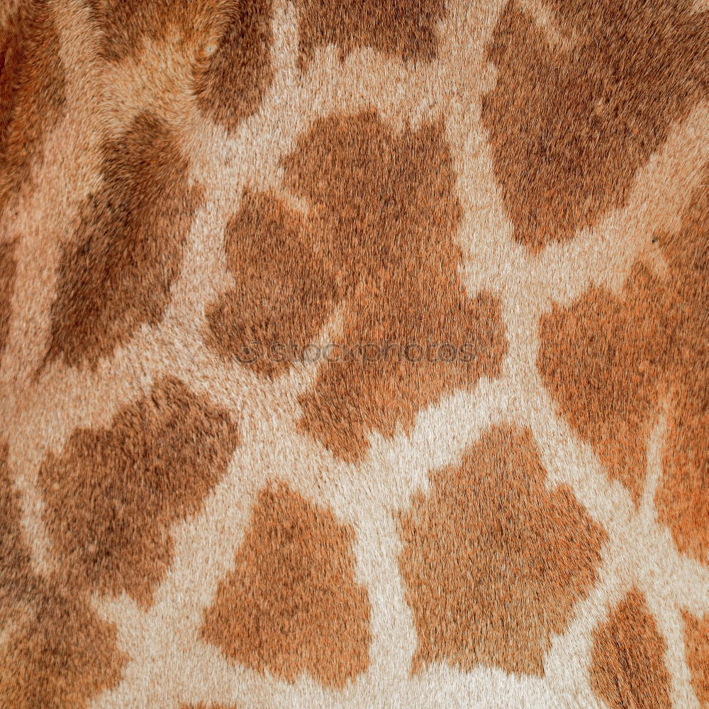 Similar – Sofa? Giraffe