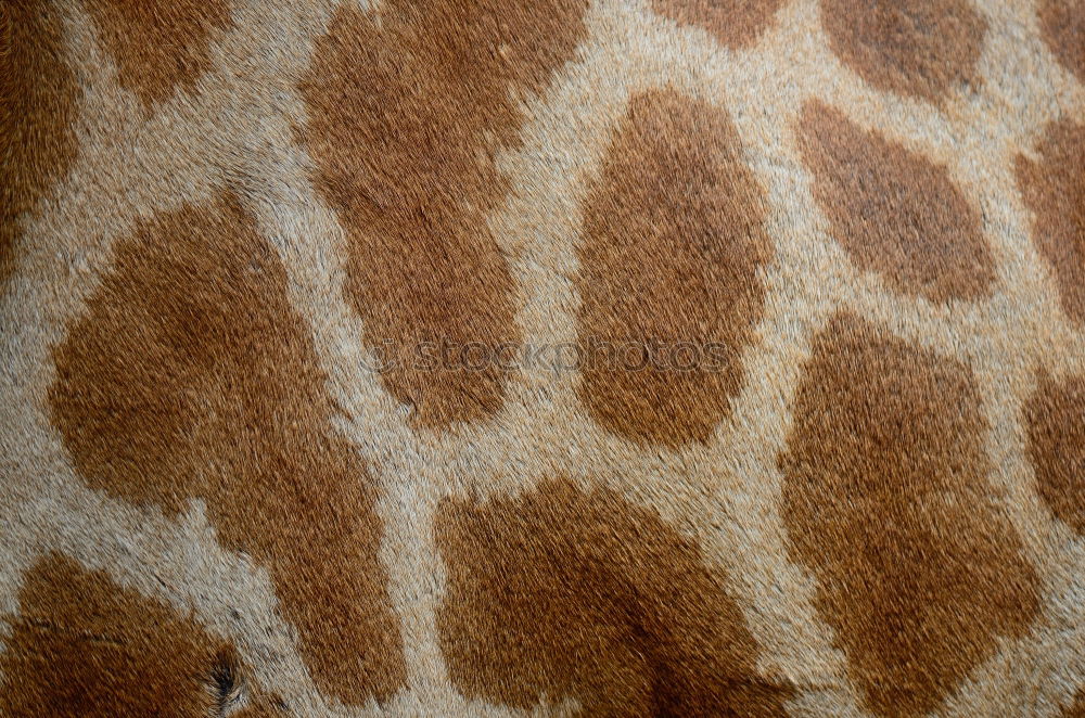 Similar – Sofa? Giraffe