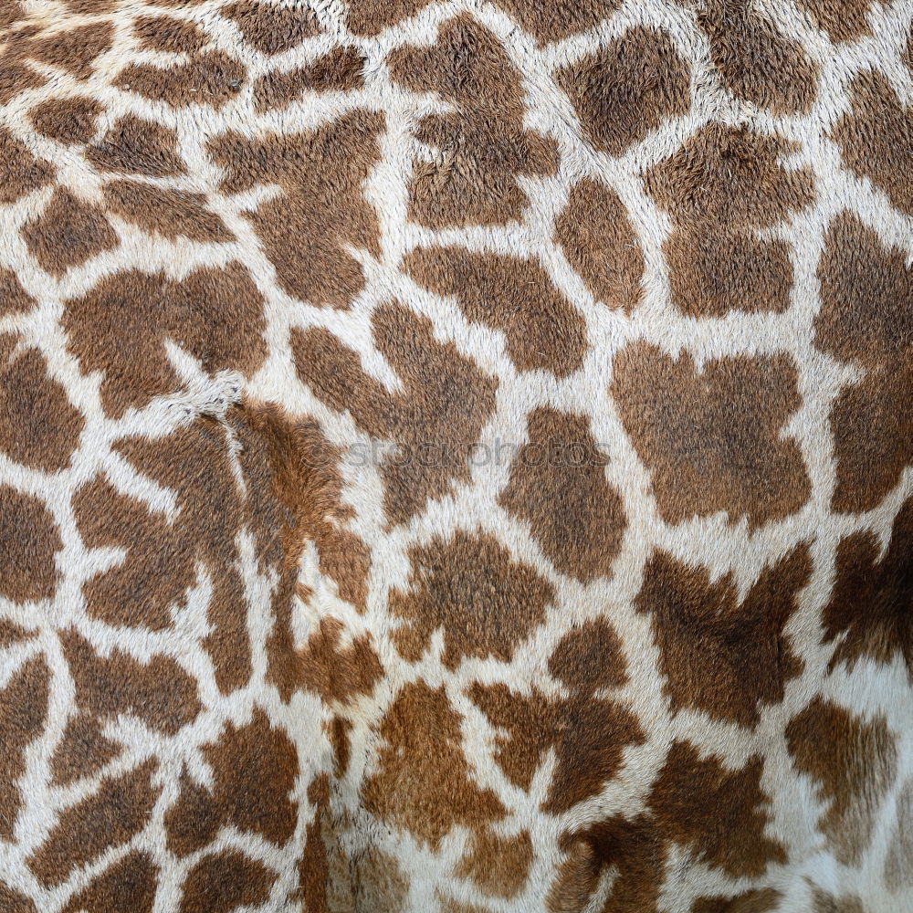 Similar – Sofa? Giraffe