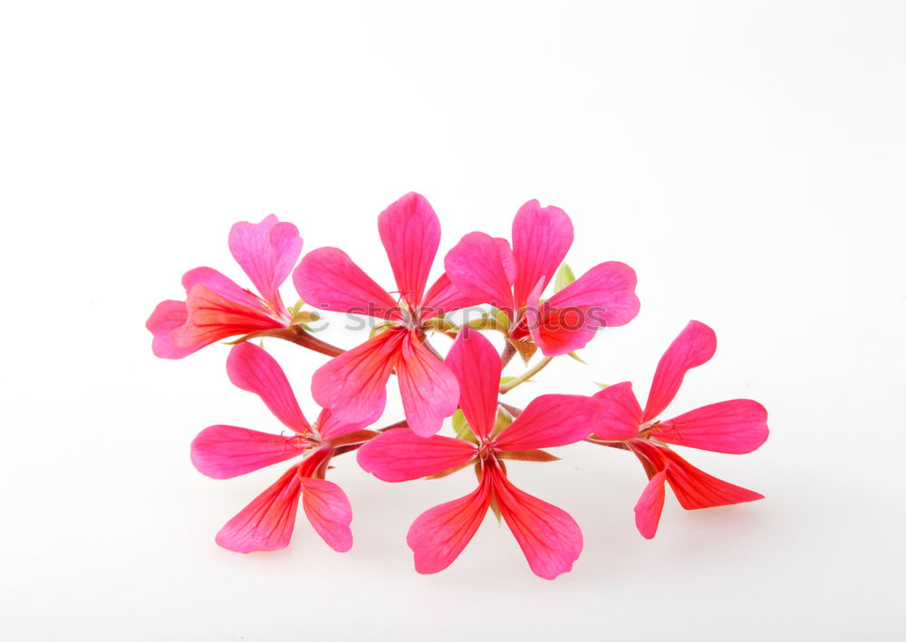 Similar – Tiny red flowers on white background