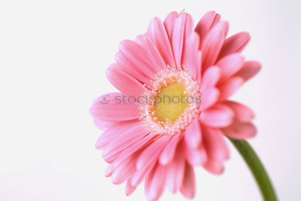 Similar – magenta flower II Blume