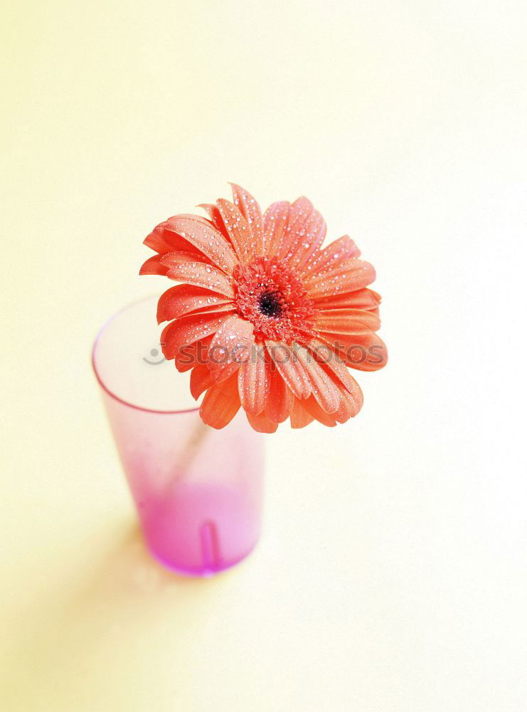 Similar – Image, Stock Photo Self-Made Table Decoration