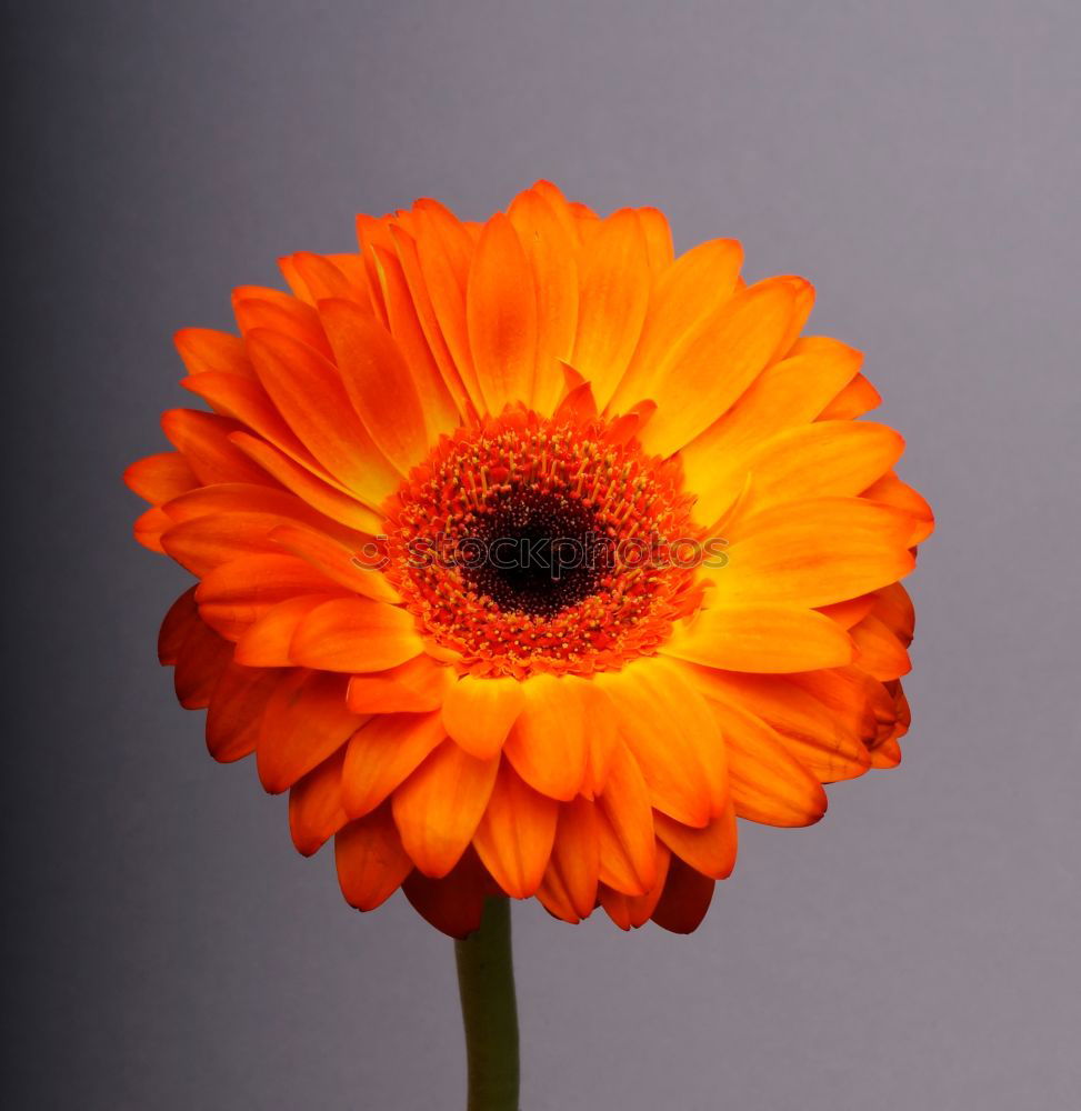 Similar – Image, Stock Photo Gerbera orange #2 Flower