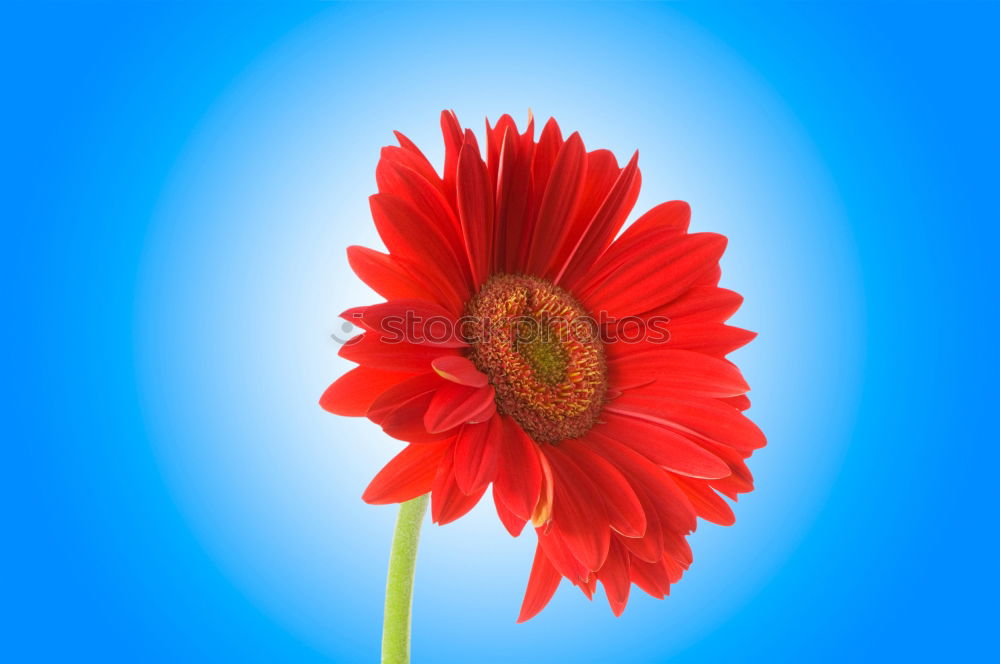 Image, Stock Photo Poppy with blue sky Summer