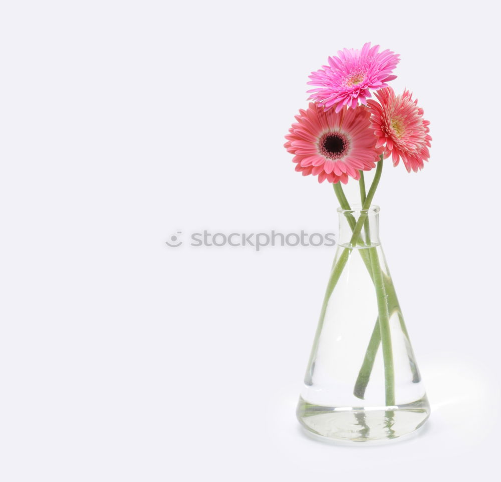 Similar – Pink flower in blue vase