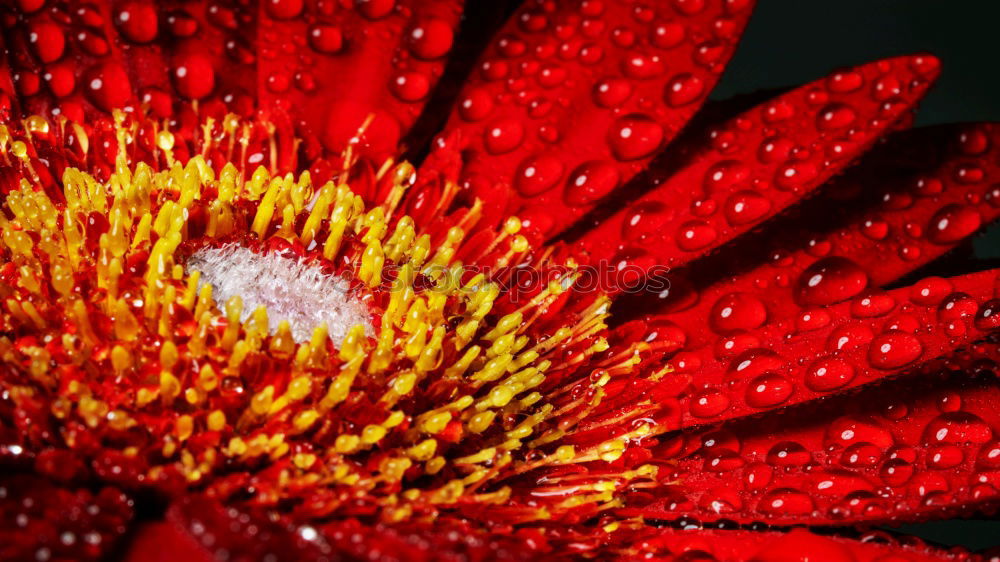 Similar – Image, Stock Photo Jewellery basket II Flower