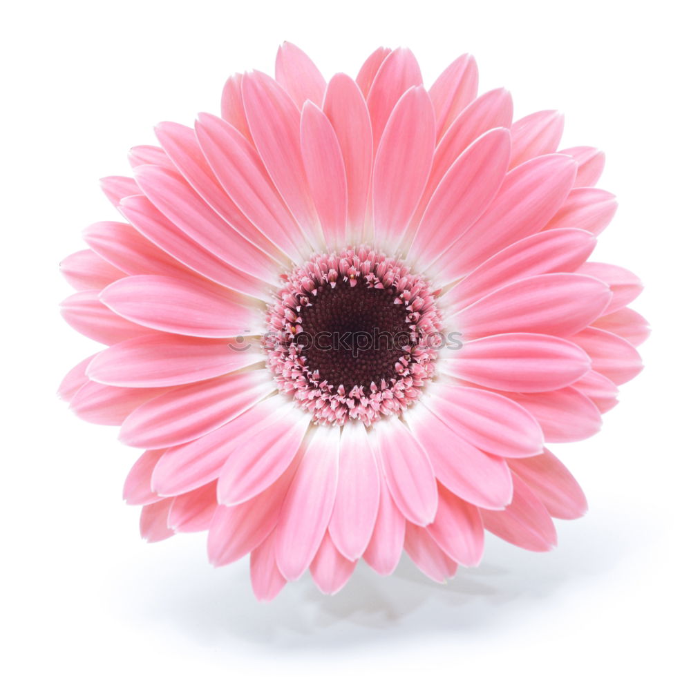 Similar – Image, Stock Photo Pastel pink flowers frame