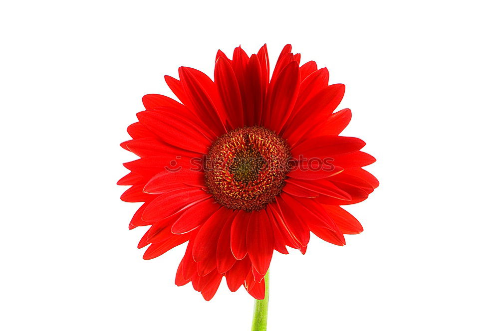 Similar – gerbera Plant Flower