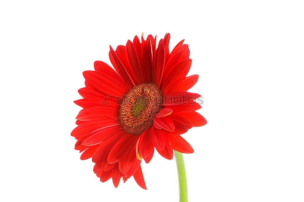 Similar – flower, red Flower Blossom