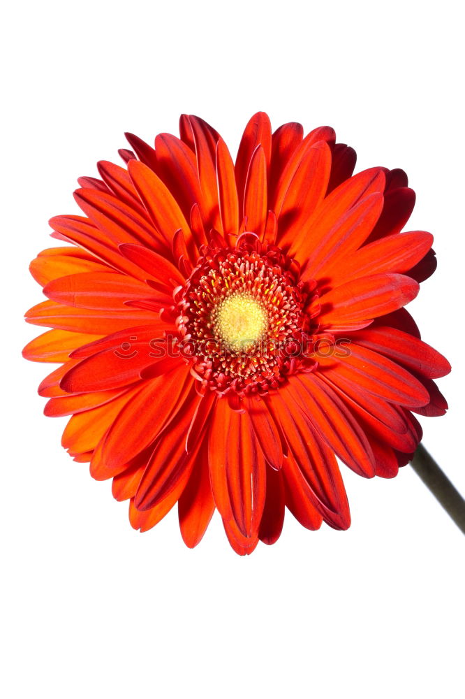 Similar – Image, Stock Photo Gerbera orange #2 Flower