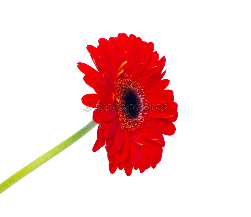 Similar – Image, Stock Photo Poppy with blue sky Summer