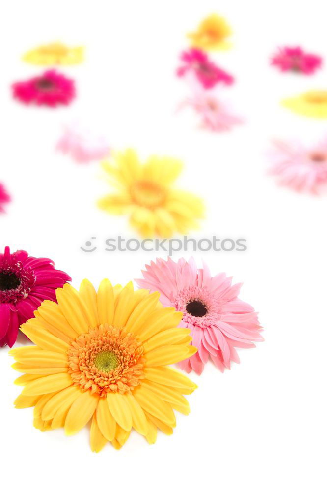 Similar – Flowers with bows on white wooden table