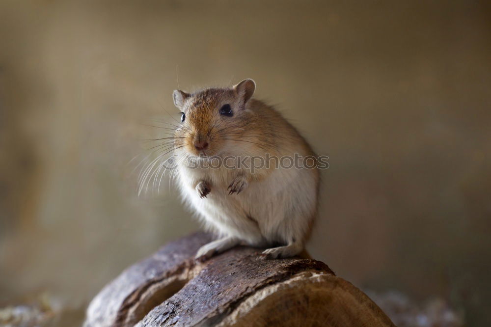 Similar – Image, Stock Photo hamsters Animal Pet 1 Gray