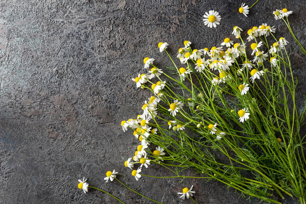 Similar – Beautiful blooming long stem flowers